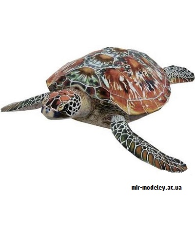 №9369 - Green Sea Turtle (Canon) из бумаги