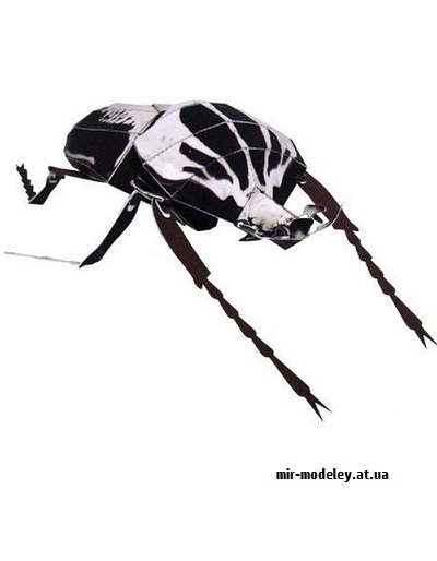 №9633 - Goliath Beetle (Canon) из бумаги